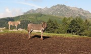 06 Begna, sullo sfondo Valletto e Ponteranica...